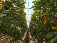 High Breaking Strength And UV - treated PP Warping Twine Polypropylene Tomato Twine