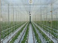 Greenhouse tomato tying twine with hook , 7500D , 9000D Rope Denier