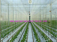 High Tenacity Fibrillated 1000m/Kg White Greenhouse Raffia Twine For Tying Plants
