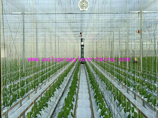 High Tenacity Fibrillated 1000m/Kg White Greenhouse Raffia Twine For Tying Plants