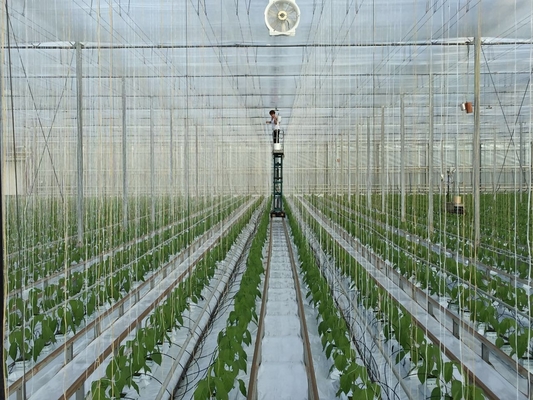 Eggplant Greenhouse Horticulture Vegetable Fruit Plastic PP Twine Rope UV Treated