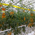 Farm Polypropylene Tomato Tying Twine With Hook 7m / 10m / 14m / 19m