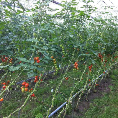 Non Stretch Solid and Durable Tomato Twine Agriculture Plant 1200m/kg 1800m/kg