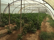 UV Stabilization 1200m/Kg 1500m/Kg Tomato Pepper PP Twine Vineyard Agricultural