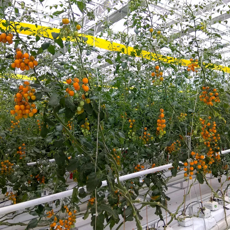 High Strength Polypropylene Tomato Twine For Agricultural Baler 2mm / 3mm