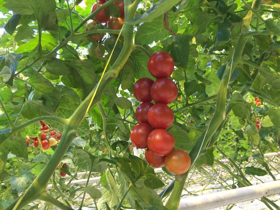 Chianti Rose Tomato, Organic, Pre-1890 Heirloom - Firefly Farm And...