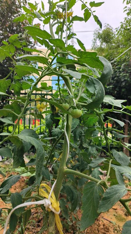 UV Stabilized PP Agriculture Trellis Twine with High Tensile Strength for Tomato and Cucumber Climbing Support